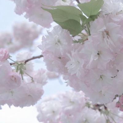 金安FurryQQ群介绍